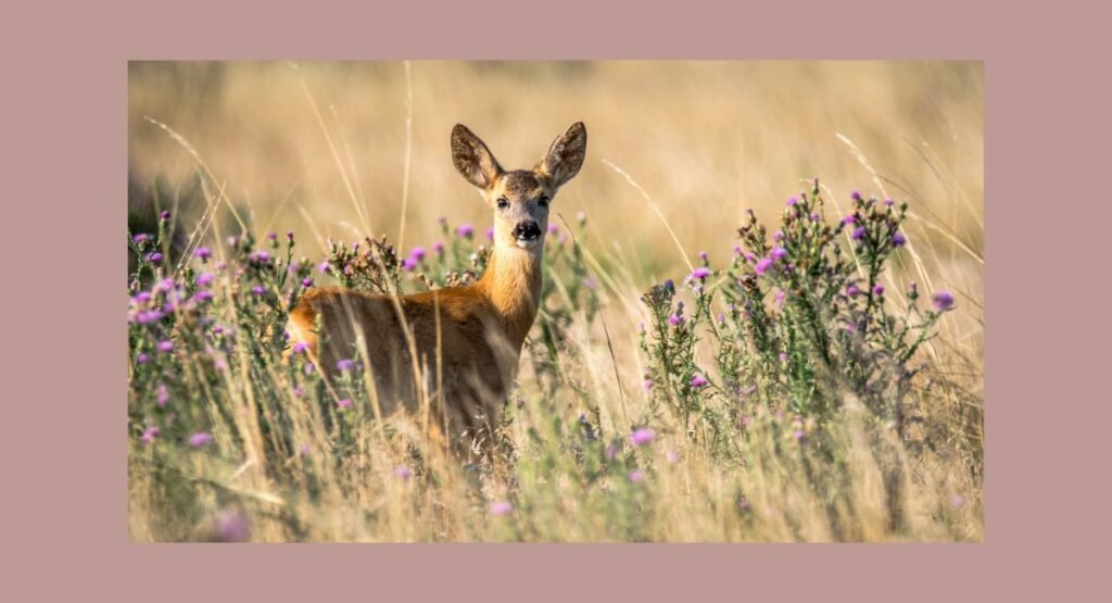 La chasse au cerf est-elle halal ?