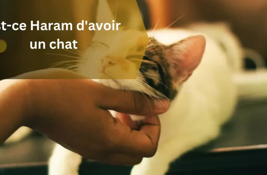 Est-ce Haram d'avoir un chat