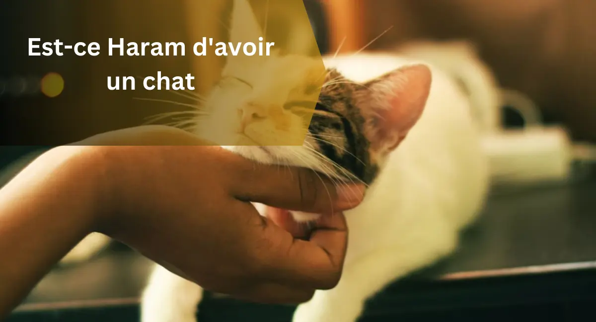 Est-ce Haram d'avoir un chat