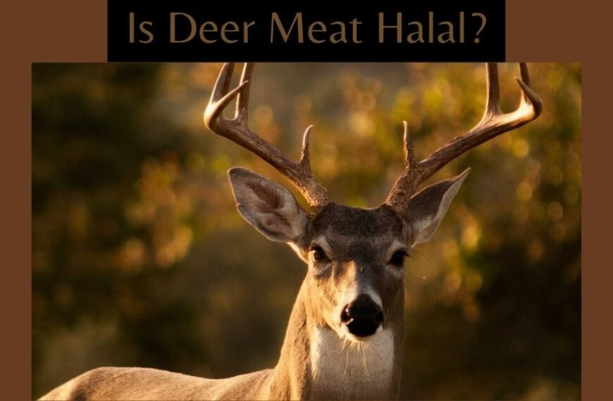 La viande de cerf est-elle halal ? La vision islamique de l’alimentation et de la chasse