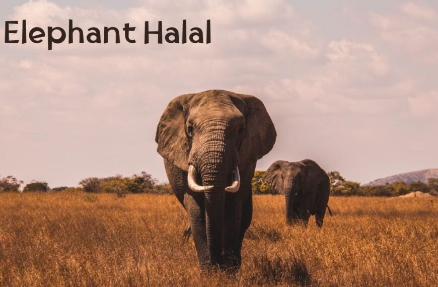 L’éléphant est-il halal ?